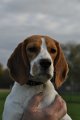 Afb_20141102_Lillie (15)